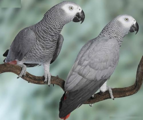 Puzzle, 1000 Teile, afrikanischer grauer Papagei, glänzendes Poster, Bild, Fotobanner, Vogel, Kongo, Sprechen, grau, Familienspaß-Puzzle, Puzzle, 1000 Teile, für Erwachsene, Geschenke, anspruchsvolle Puzzle, 1000 Teile, afrikanischer grauer Papagei, glänzendes Poster, Bild, Fotobanner, Vogel, Kongo, Sprechen, grau, Familienspaß-Puzzle, Puzzle, 1000 Teile, für Erwachsene, Geschenke, anspruchsvolle von Geroclonup