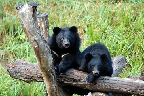 Puzzle, 1000 Teile, asiatischer Schwarzbär, glänzendes Poster, Bild, Fotobanner, Mond, weiße Brust, Familienspaß-Puzzle, Puzzle, 1000 Teile für Erwachsene, Geschenke, anspruchsvolle Puzzle-Spiele Puzzle, 1000 Teile, asiatischer Schwarzbär, glänzendes Poster, Bild, Fotobanner, Mond, weiße Brust, Familienspaß-Puzzle, Puzzle, 1000 Teile für Erwachsene, Geschenke, anspruchsvolle Puzzle-Spiele von Geroclonup