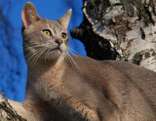 Puzzle, 1000 Teile, blaue abessinische Katze, glänzend, Poster, Bild, Foto, Kätzchen, Kätzchen, niedlich, Familienspaß-Puzzle, 1000 Teile, für Erwachsene, Geschenke, anspruchsvolle Puzzle-Spiele Puzzle, 1000 Teile, blaue abessinische Katze, glänzend, Poster, Bild, Foto, Kätzchen, Kätzchen, niedlich, Familienspaß-Puzzle, 1000 Teile, für Erwachsene, Geschenke, anspruchsvolle Puzzle-Spiele von Geroclonup