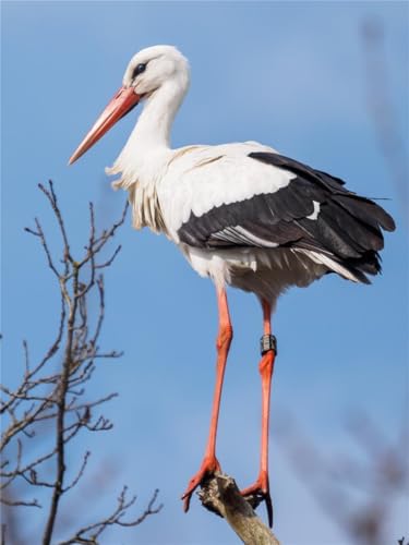 Puzzle, 1000 Teile, geriffelter weißer Storchvogel, glänzendes Poster, Bild, Fotobanner, Druck, Familienspaß-Puzzle, Puzzle, 1000 Teile, für Erwachsene, Geschenke, anspruchsvolle Puzzle-Spiele Puzzle, 1000 Teile, geriffelter weißer Storchvogel, glänzendes Poster, Bild, Fotobanner, Druck, Familienspaß-Puzzle, Puzzle, 1000 Teile, für Erwachsene, Geschenke, anspruchsvolle Puzzle-Spiele von Geroclonup