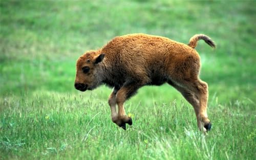 Puzzle, 1000 Teile, liebenswertes Baby-Bison-Poster, Bild, Foto, amerikanisches Holz, Plain-Dekor, Familienspaß-Puzzle, 1000 Teile, für Erwachsene, Geschenke, anspruchsvolle Puzzle-Spiele Puzzle, 1000 Teile, liebenswertes Baby-Bison-Poster, Bild, Foto, amerikanisches Holz, Plain-Dekor, Familienspaß-Puzzle, 1000 Teile, für Erwachsene, Geschenke, anspruchsvolle Puzzle-Spiele von Geroclonup