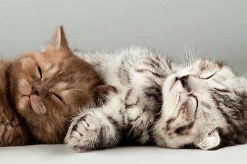 Puzzle, 1000 Teile, niedliche bunte Kätzchen, Katze, schlafende Tiere, Wandkunst, Heimdekoration, Familienspaß-Puzzle, 1000 Teile für Erwachsene, Geschenke, anspruchsvolle Puzzle-Spiele Puzzle, 1000 Teile, niedliche bunte Kätzchen, Katze, schlafende Tiere, Wandkunst, Heimdekoration, Familienspaß-Puzzle, 1000 Teile für Erwachsene, Geschenke, anspruchsvolle Puzzle-Spiele von Geroclonup