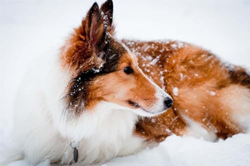 Puzzle, 1000 Teile, raues Collie im Schnee, glänzendes Poster, Bild, Foto, Lassie, Hund, Welpe, niedlich, Familienspaß-Puzzle, 1000 Teile, für Erwachsene, Geschenke, anspruchsvolle Puzzle-Spiele Puzzle, 1000 Teile, raues Collie im Schnee, glänzendes Poster, Bild, Foto, Lassie, Hund, Welpe, niedlich, Familienspaß-Puzzle, 1000 Teile, für Erwachsene, Geschenke, anspruchsvolle Puzzle-Spiele von Geroclonup