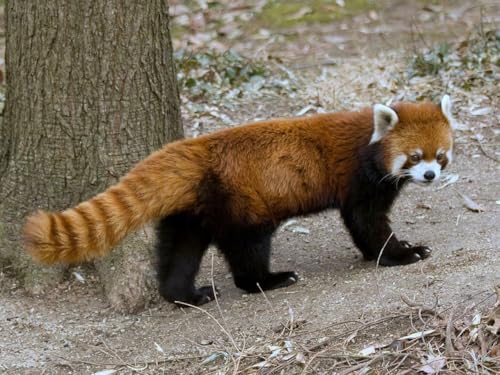 Puzzle, 1000 Teile, roter Panda, glänzend, Poster, Bild, Fotodruck, kleiner Bär, Katze, Porzellan, niedlich, Familienspaß-Puzzle, 1000 Teile, für Erwachsene, Geschenke, anspruchsvolle Puzzle-Spiele Puzzle, 1000 Teile, roter Panda, glänzend, Poster, Bild, Fotodruck, kleiner Bär, Katze, Porzellan, niedlich, Familienspaß-Puzzle, 1000 Teile, für Erwachsene, Geschenke, anspruchsvolle Puzzle-Spiele von Geroclonup