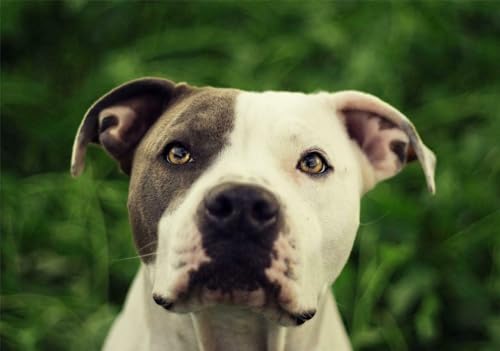 Puzzle, 1000 Teile, schönes Pitbull-Poster, Foto, Hund, Welpe, Terrier, niedlich, cool, Familienspaß-Puzzle, 1000 Teile, für Erwachsene, Geschenke, anspruchsvolle Puzzle-Spiele Puzzle, 1000 Teile, schönes Pitbull-Poster, Foto, Hund, Welpe, Terrier, niedlich, cool, Familienspaß-Puzzle, 1000 Teile, für Erwachsene, Geschenke, anspruchsvolle Puzzle-Spiele von Geroclonup