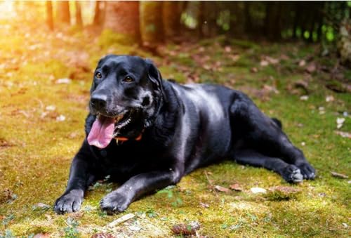 Puzzle, 1000 Teile, schwarzer Labrador Retriever, glänzendes Poster, Bild, Fotodruck für Labor, lustig, Hund, niedlich, Familienspaß-Puzzle, 1000 Teile, für Erwachsene, Geschenke, anspruchsvolle Puzzle, 1000 Teile, schwarzer Labrador Retriever, glänzendes Poster, Bild, Fotodruck für Labor, lustig, Hund, niedlich, Familienspaß-Puzzle, 1000 Teile, für Erwachsene, Geschenke, anspruchsvolle von Geroclonup