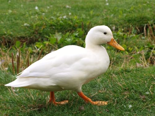 Puzzle, 1000 Teile, weiße Ente, glänzend, Poster, Bild, Foto, Quackvogel, Schnabelfedern, Wanddekoration, Familienspaß-Puzzle, Puzzle, 1000 Teile, für Erwachsene, Geschenke, anspruchsvolle Puzzle, 1000 Teile, weiße Ente, glänzend, Poster, Bild, Foto, Quackvogel, Schnabelfedern, Wanddekoration, Familienspaß-Puzzle, Puzzle, 1000 Teile, für Erwachsene, Geschenke, anspruchsvolle von Geroclonup