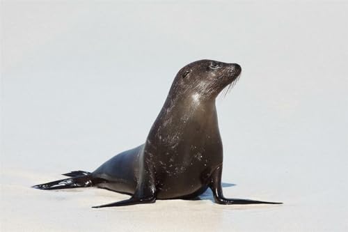 Puzzle, Galapagos, Insel, Meer, Löwe, glänzendes Poster, Bild, Foto, Baby, Robbenotter, niedlich, Familienspaß-Puzzle, 1000 Teile, für Erwachsene, Geschenke, anspruchsvolle Puzzle-Spiele Puzzle, Galapagos, Insel, Meer, Löwe, glänzendes Poster, Bild, Foto, Baby, Robbenotter, niedlich, Familienspaß-Puzzle, 1000 Teile, für Erwachsene, Geschenke, anspruchsvolle Puzzle-Spiele von Geroclonup