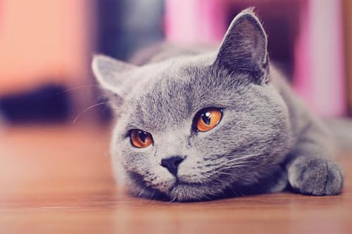 Puzzle 1000 Teile, graue Katze, die auf dem Boden liegt, wildes Tier, Naturelleben, Wanddekoration, Familienspaß-Puzzles, Puzzle, 1000 Teile, für Erwachsene, Geschenke, anspruchsvolle Puzzle-Spiele Puzzle 1000 Teile, graue Katze, die auf dem Boden liegt, wildes Tier, Naturelleben, Wanddekoration, Familienspaß-Puzzles, Puzzle, 1000 Teile, für Erwachsene, Geschenke, anspruchsvolle Puzzle-Spiele von Geroclonup