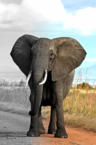 Puzzle 1000 Teile Afrikanischer Elefant Schwarz und Weiß Tiere Wandkunst Wohnkultur Familie Spaß Puzzles Puzzles 1000 Teile für Erwachsene Geschenke Herausfordernde Puzzlespiele Puzzle 1000 Teile Afrikanischer Elefant Schwarz und Weiß Tiere Wandkunst Wohnkultur Familie Spaß Puzzles Puzzles 1000 Teile für Erwachsene Geschenke Herausfordernde Puzzlespiele von Geroclonup