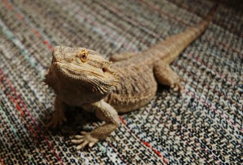 Puzzle 1000 Teile Bart Drache Eidechse Glänzendes Poster Bild Fotodruck Reptil Pogona Familie Spaß Puzzles 1000 Teile für Erwachsene Geschenke Herausfordernde Puzzle-Spiele von Geroclonup