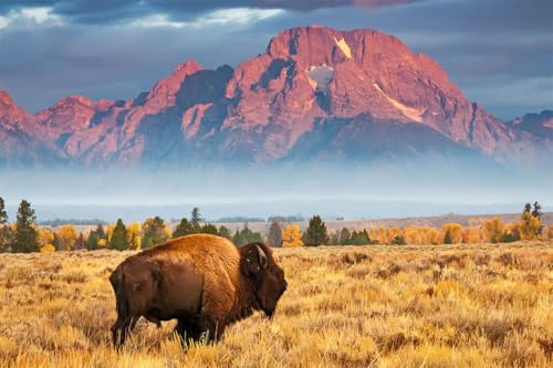 Puzzle 1000 Teile Bison National Park Wilde Tiere Landschaft Wandkunst Wohnkultur Familie Spaß Puzzles 1000 Teile für Erwachsene Geschenke Herausfordernde Puzzlespiele von Geroclonup