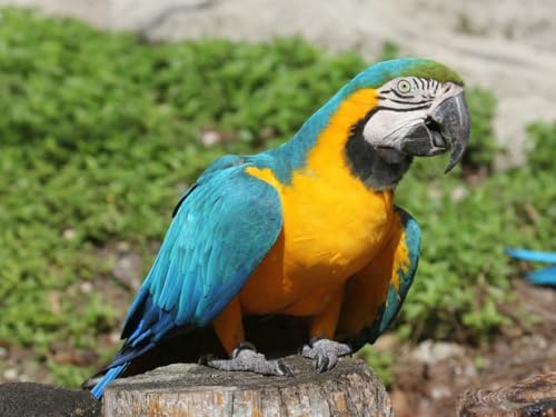 Puzzle 1000 Teile Blau und Gelb Macaw Papageien Glänzendes Poster Bild Fotodruck Banner Vogel Familie Spaß Puzzles Puzzles 1000 Teile für Erwachsene Geschenke Herausfordernde Puzzle-Spiele von Geroclonup