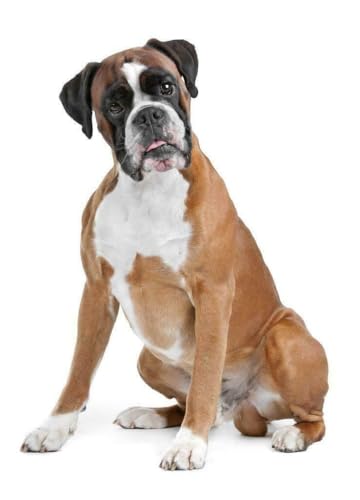 Puzzle 1000 Teile Boxer Hund Poster Bild Foto Druck Banner Kurzhaar Deutschland Rasse Woof Familie Spaß Puzzles 1000 Teile für Erwachsene Geschenke Herausfordernde Puzzle-Spiele von Geroclonup