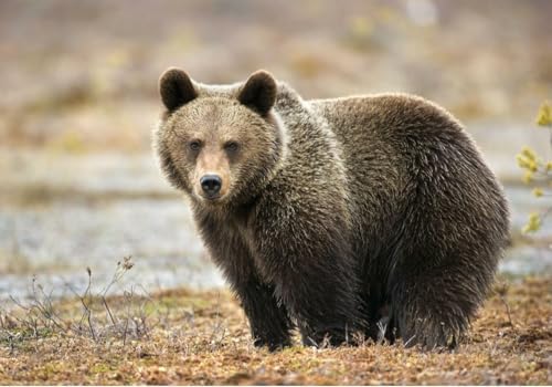 Puzzle 1000 Teile Braunbär Poster Bild Fotodruck Nordamerika Winterschlaf Grizzly Familie Spaß Puzzles 1000 Teile für Erwachsene Geschenke Herausfordernde Puzzle-Spiele von Geroclonup