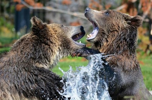 Puzzle 1000 Teile Braunbär Poster Bild Fotodruck Nordamerika Winterschlaf Grizzly Familie Spaß Puzzles 1000 Teile für Erwachsene Geschenke Herausfordernde Puzzle-Spiele von Geroclonup