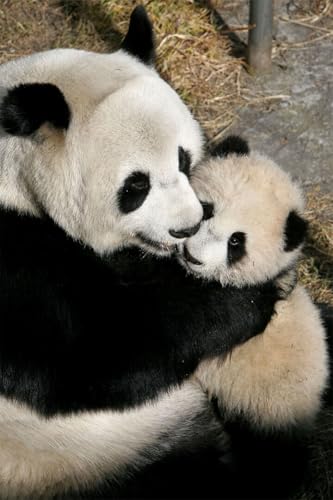Puzzle 1000 Teile China Zwei Riesen Panda Bär Paar Paar Umarmung Zimmer Wanddekoration Familie Spaß Puzzles 1000 Teile für Erwachsene Geschenke Herausfordernde Puzzlespiele Puzzle 1000 Teile China Zwei Riesen Panda Bär Paar Paar Umarmung Zimmer Wanddekoration Familie Spaß Puzzles 1000 Teile für Erwachsene Geschenke Herausfordernde Puzzlespiele von Geroclonup