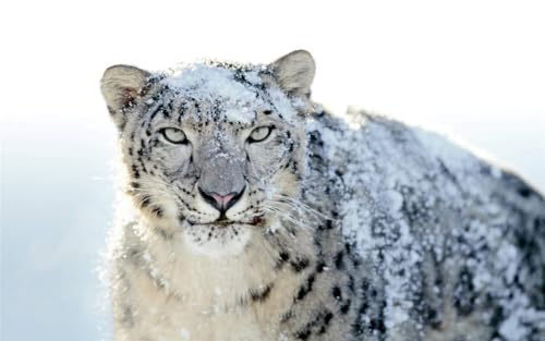 Puzzle 1000 Teile Cool Snow Leopard Glänzendes Poster Bild Foto Schöne Wildkatze bösartige Familie Spaß Puzzles 1000 Teile für Erwachsene Geschenke Herausfordernde Puzzle-Spiele Puzzle 1000 Teile Cool Snow Leopard Glänzendes Poster Bild Foto Schöne Wildkatze bösartige Familie Spaß Puzzles 1000 Teile für Erwachsene Geschenke Herausfordernde Puzzle-Spiele von Geroclonup