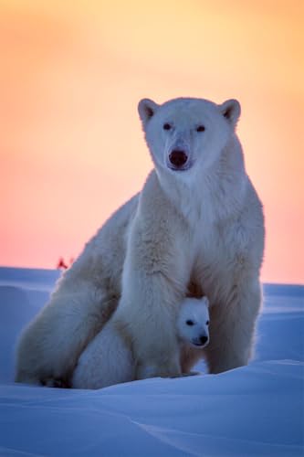 Puzzle 1000 Teile Eisbären Tiere Polar Love Bild Druck Wandkunst Wohnkultur Familie Spaß Jigsaws Puzzles 1000 Teile für Erwachsene Geschenke Herausfordernde Puzzlespiele von Geroclonup