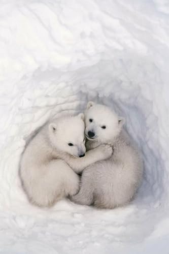Puzzle 1000 Teile Eisbären im Schnee Tiere Polar Love Druck Wand Wohnkultur Familie Spaß Puzzles 1000 Teile für Erwachsene Geschenke Herausfordernde Puzzlespiele Puzzle 1000 Teile Eisbären im Schnee Tiere Polar Love Druck Wand Wohnkultur Familie Spaß Puzzles 1000 Teile für Erwachsene Geschenke Herausfordernde Puzzlespiele von Geroclonup
