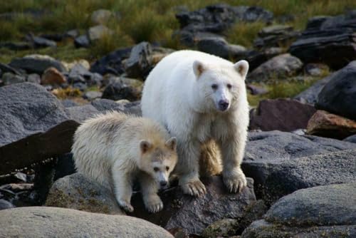 Puzzle 1000 Teile KERMODE SPIRIT BEAR GLOSSY POSTER PICTURE FOTO PRINT American Black Family Fun Jigsaws Puzzles 1000 Teile für Erwachsene Geschenke Herausfordernde Puzzle-Spiele Puzzle 1000 Teile KERMODE SPIRIT BEAR GLOSSY POSTER PICTURE FOTO PRINT American Black Family Fun Jigsaws Puzzles 1000 Teile für Erwachsene Geschenke Herausfordernde Puzzle-Spiele von Geroclonup