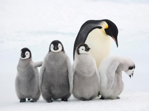 Puzzle 1000 Teile Kaiser Pinguin Poster Bild Fotodruck Antarktis weißer Bauch größte Familie Spaß Puzzles 1000 Teile für Erwachsene Geschenke Herausfordernde Puzzle-Spiele von Geroclonup