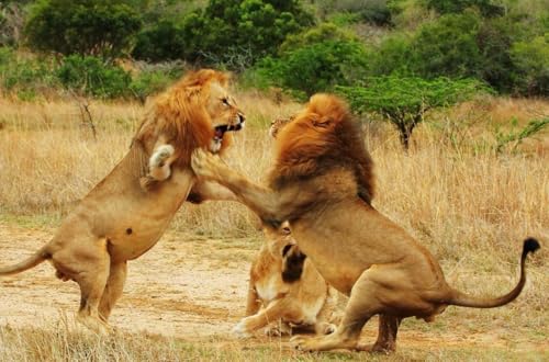 Puzzle 1000 Teile Kampf männliche Löwen Glänzendes Poster Bild Banner Dschungel Katze Stolz König Wild Familie Spaß Puzzles 1000 Teile für Erwachsene Geschenke Herausfordernde Puzzle-Spiele Puzzle 1000 Teile Kampf männliche Löwen Glänzendes Poster Bild Banner Dschungel Katze Stolz König Wild Familie Spaß Puzzles 1000 Teile für Erwachsene Geschenke Herausfordernde Puzzle-Spiele von Geroclonup