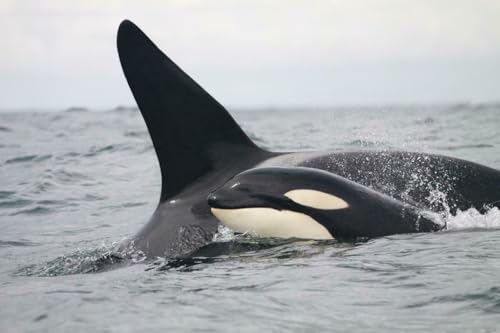 Puzzle 1000 Teile Killer Orca Wal Glänzend Poster Bild Foto Banner Ozean Zahnorcinus Familie Spaß Puzzles 1000 Teile für Erwachsene Geschenke Herausfordernde Puzzle-Spiele Puzzle 1000 Teile Killer Orca Wal Glänzend Poster Bild Foto Banner Ozean Zahnorcinus Familie Spaß Puzzles 1000 Teile für Erwachsene Geschenke Herausfordernde Puzzle-Spiele von Geroclonup