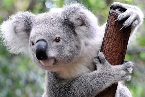 Puzzle 1000 Teile Koala Bär Glänzendes Poster Bild Fotodruck Australien Beutelbäume Familie Spaß Puzzles 1000 Teile für Erwachsene Geschenke Herausfordernde Puzzle-Spiele von Geroclonup