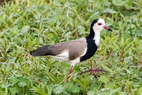 Puzzle 1000 Teile Langer Stiel LAPWING BIRD Glänzendes Poster Bild Foto Banner Druck Familie Spaß Puzzles 1000 Teile für Erwachsene Geschenke Herausfordernde Puzzle-Spiele Puzzle 1000 Teile Langer Stiel LAPWING BIRD Glänzendes Poster Bild Foto Banner Druck Familie Spaß Puzzles 1000 Teile für Erwachsene Geschenke Herausfordernde Puzzle-Spiele von Geroclonup