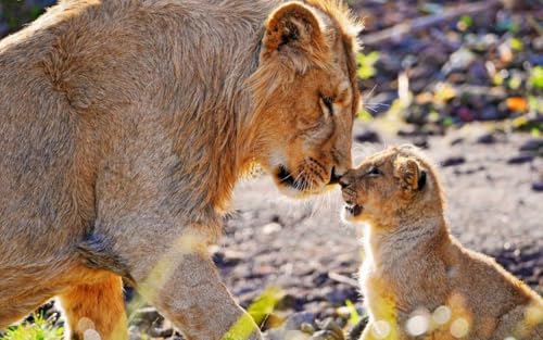 Puzzle 1000 Teile Löwin und ihr Junges glänzendes Poster, Bild, Foto, Dschungel, Katze, Mutter, Stolz, Löwe, Familie, Spaß-Puzzle, 1000 Teile für Erwachsene, Geschenke, anspruchsvolle Puzzle-Spiele Puzzle 1000 Teile Löwin und ihr Junges glänzendes Poster, Bild, Foto, Dschungel, Katze, Mutter, Stolz, Löwe, Familie, Spaß-Puzzle, 1000 Teile für Erwachsene, Geschenke, anspruchsvolle Puzzle-Spiele von Geroclonup