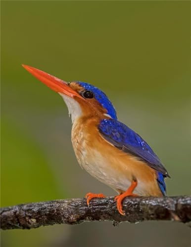 Puzzle 1000 Teile Malachit Königsvogel glänzend Poster Bild Foto Banner Druck Familie Spaß Puzzles 1000 Teile für Erwachsene Geschenke Herausfordernde Puzzle-Spiele von Geroclonup
