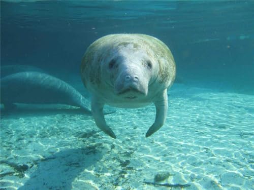 Puzzle 1000 Teile Manatee Glänzendes Poster Bild Fotodruck Banner Meer Kuh Pflanzenfresser Familie Spaß Puzzles 1000 Teile für Erwachsene Geschenke Herausfordernde Puzzle-Spiele von Geroclonup