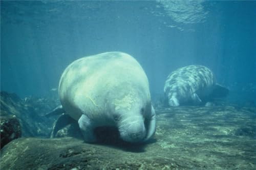 Puzzle 1000 Teile Manatee Glänzendes Poster Bild Fotodruck Banner Meer Kuh Wasserfamilie Spaß Puzzles 1000 Teile für Erwachsene Geschenke Herausfordernde Puzzle-Spiele von Geroclonup