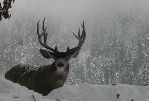 Puzzle 1000 Teile Mule Deer Glänzendes Poster, Bild, Fotobanner, nordamerikanisches Elchgeweih, Bock, Familienspaß-Puzzle, Puzzle, 1000 Teile, für Erwachsene, Geschenke, anspruchsvolle Puzzle-Spiele von Geroclonup