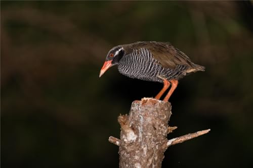 Puzzle 1000 Teile OKINAWA RAIL BIRD GLOSSY POSTER PICTURE FOTO PRINT BANNER japan rallidae Family Fun Jigsaws Puzzles 1000 Teile für Erwachsene Geschenke Herausfordernde Puzzlespiele Puzzle 1000 Teile OKINAWA RAIL BIRD GLOSSY POSTER PICTURE FOTO PRINT BANNER japan rallidae Family Fun Jigsaws Puzzles 1000 Teile für Erwachsene Geschenke Herausfordernde Puzzlespiele von Geroclonup