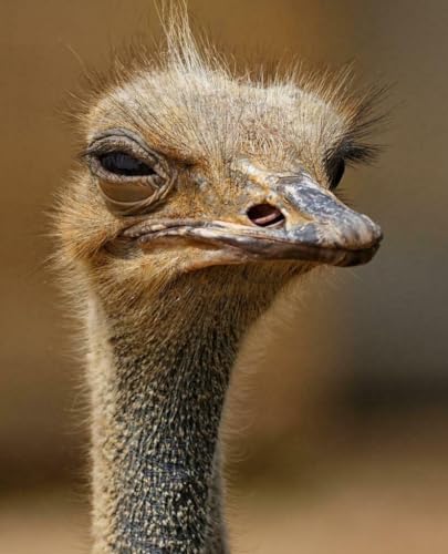 Puzzle 1000 Teile Ostrich Glänzendes Poster Bild Foto Banner Vogel Fluglos Afrika Kopf Familie Spaß Puzzle Puzzles 1000 Teile für Erwachsene Geschenke Herausfordernde Puzzle-Spiele von Geroclonup