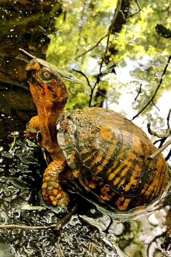 Puzzle 1000 Teile Schildkröte im Wasser Reptil Tier Malerei Druck Wandkunst Wohnkultur Familie Spaß Puzzles 1000 Teile für Erwachsene Geschenke Herausfordernde Puzzlespiele Puzzle 1000 Teile Schildkröte im Wasser Reptil Tier Malerei Druck Wandkunst Wohnkultur Familie Spaß Puzzles 1000 Teile für Erwachsene Geschenke Herausfordernde Puzzlespiele von Geroclonup