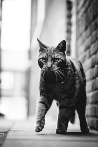 Puzzle 1000 Teile Schwarz-Weiß-Foto von Katze, die auf Straßenkunst geht, Wanddekoration, Familienspaß-Puzzles, 1000 Teile für Erwachsene, Geschenke, Herausfordernde Puzzle-Spiele von Geroclonup