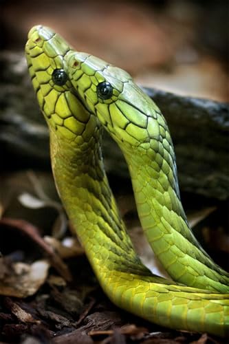 Puzzle 1000 Teile Tiere Schlangen Reptilien Natur Malerei Druck Wandkunst Wohnkultur Familie Spaß Jigsaws Puzzles 1000 Teile für Erwachsene Geschenke Herausfordernde Puzzlespiele Puzzle 1000 Teile Tiere Schlangen Reptilien Natur Malerei Druck Wandkunst Wohnkultur Familie Spaß Jigsaws Puzzles 1000 Teile für Erwachsene Geschenke Herausfordernde Puzzlespiele von Geroclonup