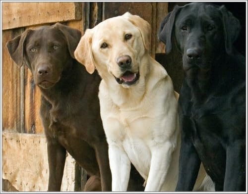 Puzzle 1000 Teile Welpe Hund Labrador Retriever Hunde Welpen Familie Spaß Jigsaws Puzzles 1000 Teile für Erwachsene Geschenke Herausfordernde Puzzlespiele von Geroclonup