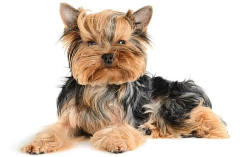 Puzzle 1000 Teile Yorkshire Terrier, glänzendes Poster, Bild, Foto, Yorkie, Hund, Welpen, niedlich, Familienspaß-Puzzle, 1000 Teile, für Erwachsene, Geschenke, anspruchsvolle Puzzle-Spiele Puzzle 1000 Teile Yorkshire Terrier, glänzendes Poster, Bild, Foto, Yorkie, Hund, Welpen, niedlich, Familienspaß-Puzzle, 1000 Teile, für Erwachsene, Geschenke, anspruchsvolle Puzzle-Spiele von Geroclonup