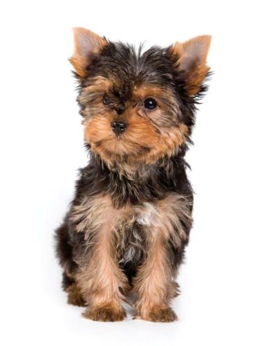 Puzzle 1000 Teile Yorkshire Terrier Hund, glänzendes Poster, Bild, Fotobanner, kleines England, Familienspaß-Puzzle, 1000 Teile für Erwachsene, Geschenke, anspruchsvolle Puzzle-Spiele von Geroclonup
