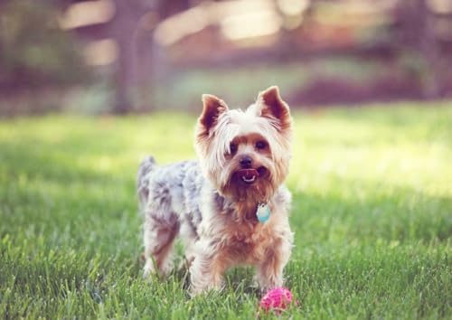 Puzzle 1000 Teile Yorkshire Terrier Hund, glänzendes Poster, Bild, Fotobanner, kleines England, Familienspaß-Puzzle, 1000 Teile für Erwachsene, Geschenke, anspruchsvolle Puzzle-Spiele von Geroclonup