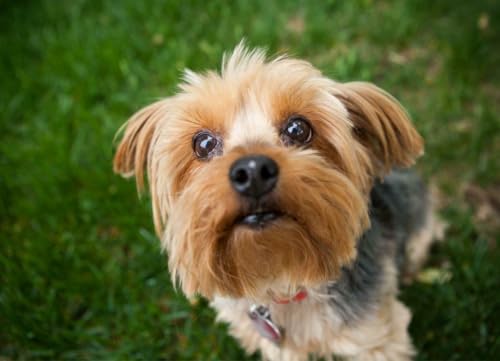 Puzzle 1000 Teile Yorkshire Terrier Hund Glänzendes Poster, Bild, Fotodruck Klein, England, Familienspaß-Puzzle, Puzzle, 1000 Teile für Erwachsene, Geschenke, Herausfordernde Puzzle-Spiele Puzzle 1000 Teile Yorkshire Terrier Hund Glänzendes Poster, Bild, Fotodruck Klein, England, Familienspaß-Puzzle, Puzzle, 1000 Teile für Erwachsene, Geschenke, Herausfordernde Puzzle-Spiele von Geroclonup