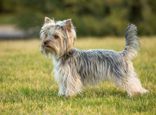 Puzzle 1000 Teile Yorkshire Terrier Hund Glänzendes Poster, Bild, Fotodruck Klein, England, Familienspaß-Puzzle, Puzzle, 1000 Teile für Erwachsene, Geschenke, Herausfordernde Puzzle-Spiele von Geroclonup