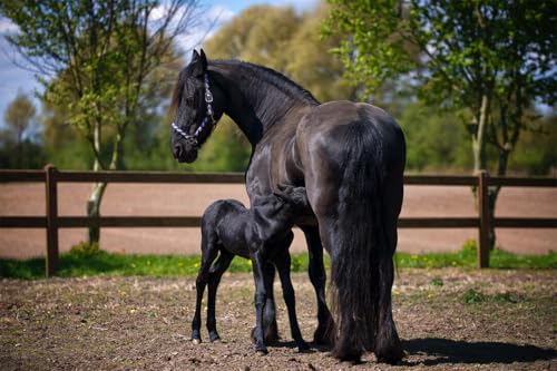 Puzzle 1000 Teile Zwei schwarze Pferde auf Feld Kunst Wanddekoration Familie Spaß Puzzles 1000 Teile für Erwachsene Geschenke Herausfordernde Puzzlespiele Puzzle 1000 Teile Zwei schwarze Pferde auf Feld Kunst Wanddekoration Familie Spaß Puzzles 1000 Teile für Erwachsene Geschenke Herausfordernde Puzzlespiele von Geroclonup