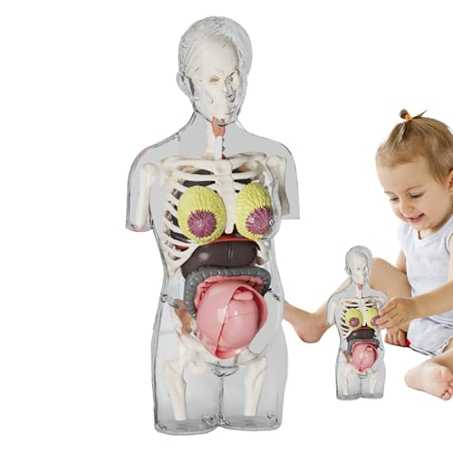 Human Body Model Kids, Pregnancy Body Models, Anatomical Assembly Kit with Removable Parts, Poseable Anatomy Figure Educational Tool for Children, 9.4x9.4x21.5cm Human Body Model Kids, Pregnancy Body Models, Anatomical Assembly Kit with Removable Parts, Poseable Anatomy Figure Educational Tool for Children, 9.4x9.4x21.5cm von Ghjkldha