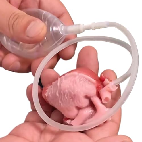 Stress Ball, Realistic Heart Toy, Slow Rebound Squeeze,2.76 Inches, Soft Tactile Texture, Desk Accessory Design, for Adults Students Women Travel Birthday Holiday Party Use von Ghjkldha