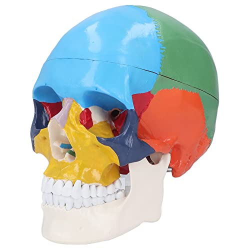 Ghzste Lebensgröße Menschlicher Farbiger Kopfschädel Anatomischer Modell 3 Teil Farbiger Abnehmbarer Menschlicher Schädel für Demonstration der Medizinstudentenunterricht Ghzste Lebensgröße Menschlicher Farbiger Kopfschädel Anatomischer Modell 3 Teil Farbiger Abnehmbarer Menschlicher Schädel für Demonstration der Medizinstudentenunterricht von Ghzste